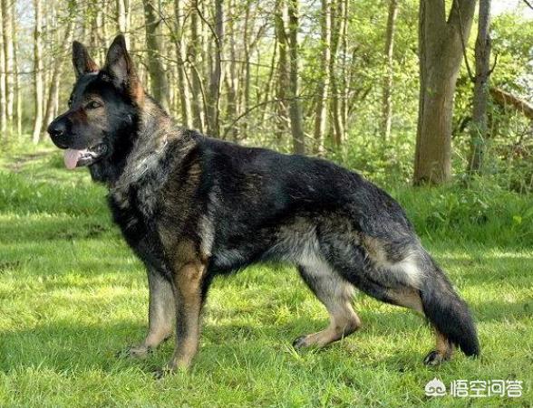 东德牧羊犬伊万:东德牧羊犬有哪些缺点？为什么？