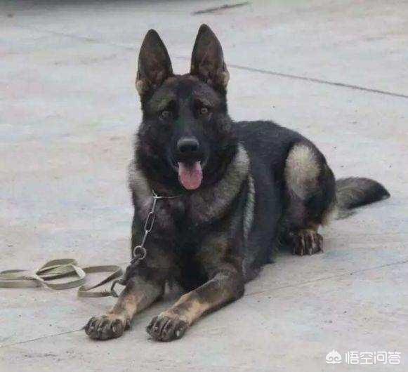 东德牧羊犬伊万:东德牧羊犬有哪些缺点？为什么？