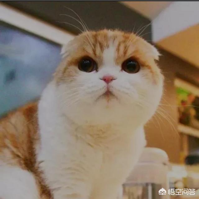 天津宠物网红:能够成为网红的宠物猫狗有哪些特点或潜质？