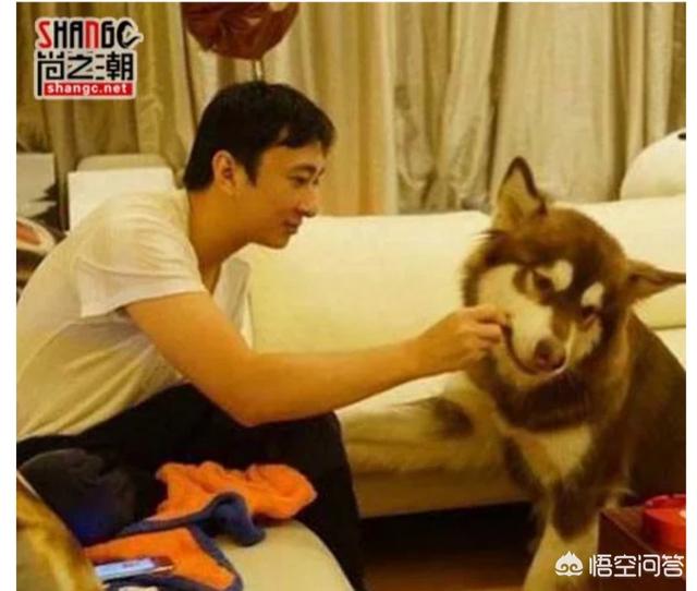 天津宠物网红:能够成为网红的宠物猫狗有哪些特点或潜质？
