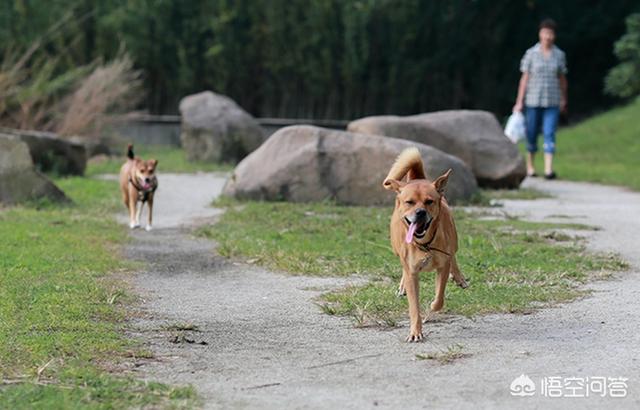 田园犬:陪伴中国人几千年的土狗，真的有缺点吗？ 田园犬图片