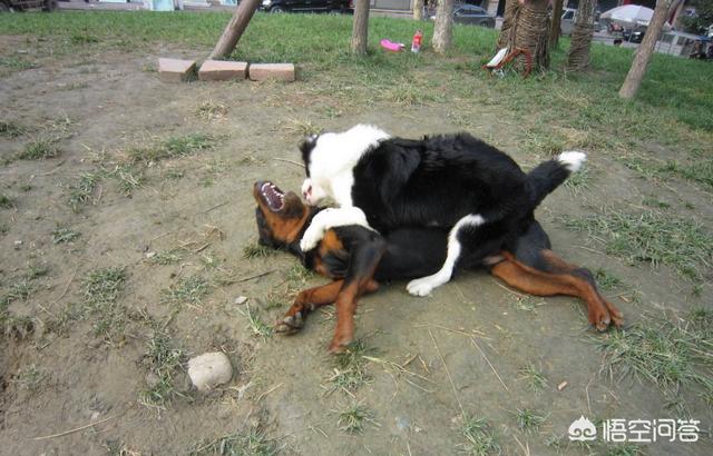 边境牧羊犬性格好吗:边境牧羊犬的习性是什么,爱吃什么？