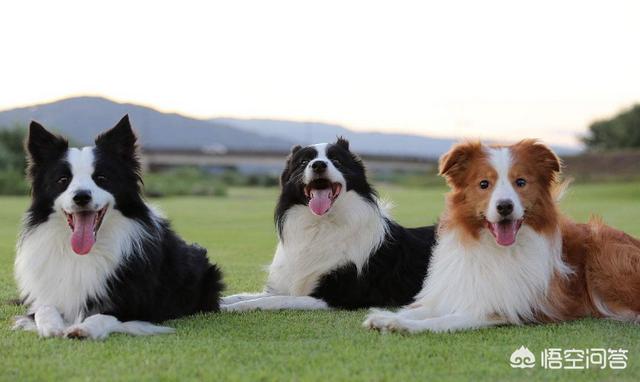 边境牧羊犬性格分析:边境牧羊犬的习性是什么,爱吃什么？