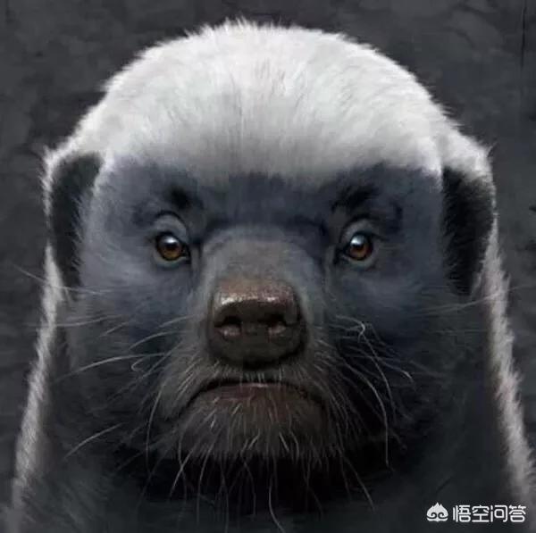 为什么蜜獾又被称为“平头哥”？
