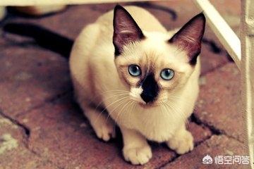 暹罗猫性格跟特点:暹罗猫性格特点及习性 新手养猫，母蓝猫和公暹罗猫，选哪个更合适？为什么？