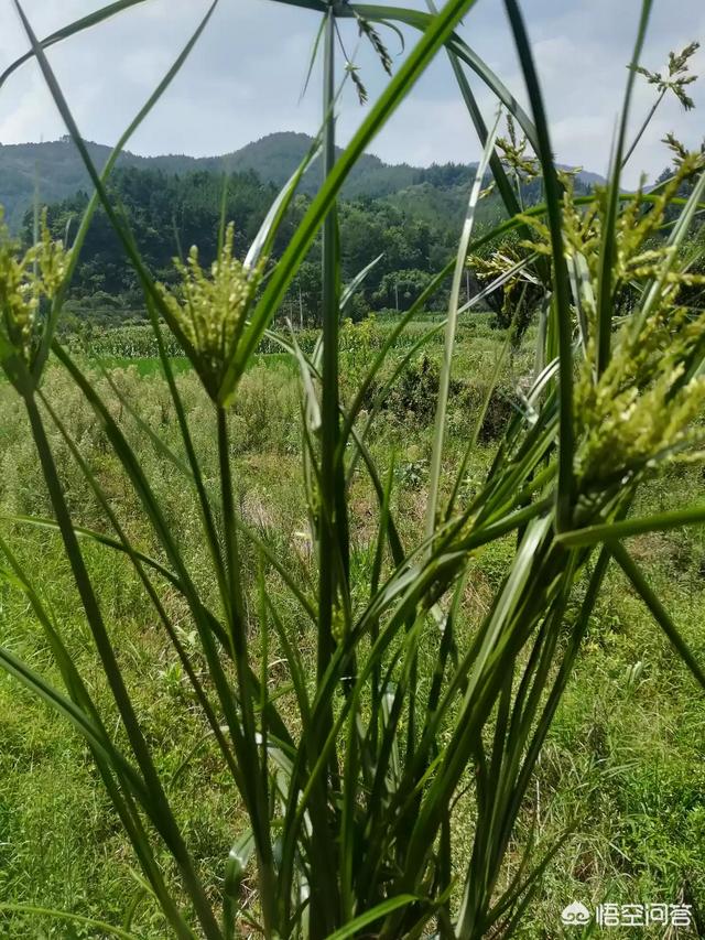 你的家乡有光棍草吗它有哪些功效和用途