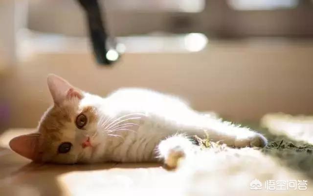 宠物摄影:宠物摄影行业如何有效进行线上线下推广？