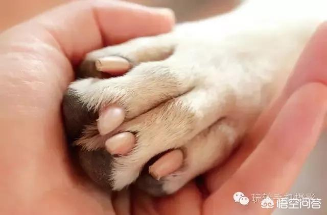宠物摄影:宠物摄影行业如何有效进行线上线下推广？