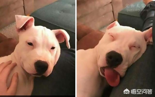 超萌狗狗图片:超萌狗狗图片大全柴犬 你家的狗子都有哪些惊人的睡姿？