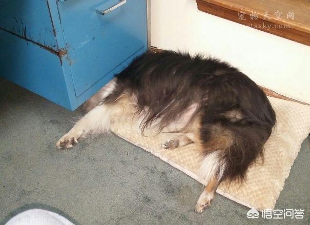 超萌狗狗图片:超萌狗狗图片大全柴犬 你家的狗子都有哪些惊人的睡姿？