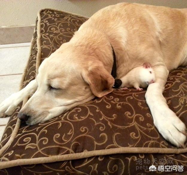超萌狗狗图片:超萌狗狗图片大全柴犬 你家的狗子都有哪些惊人的睡姿？