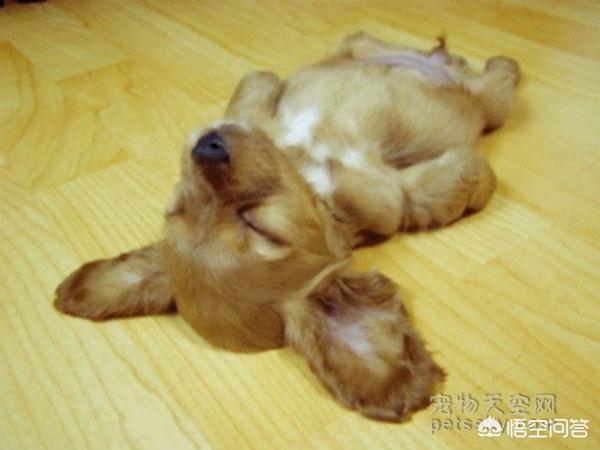 超萌狗狗图片:超萌狗狗图片大全柴犬 你家的狗子都有哪些惊人的睡姿？