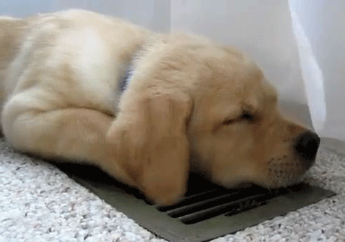 超萌狗狗图片:超萌狗狗图片大全柴犬 你家的狗子都有哪些惊人的睡姿？