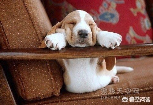 超萌狗狗图片:超萌狗狗图片大全柴犬 你家的狗子都有哪些惊人的睡姿？