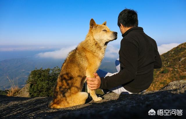 怎么给藏獒起名:你们都是怎么给汪星人起名的？