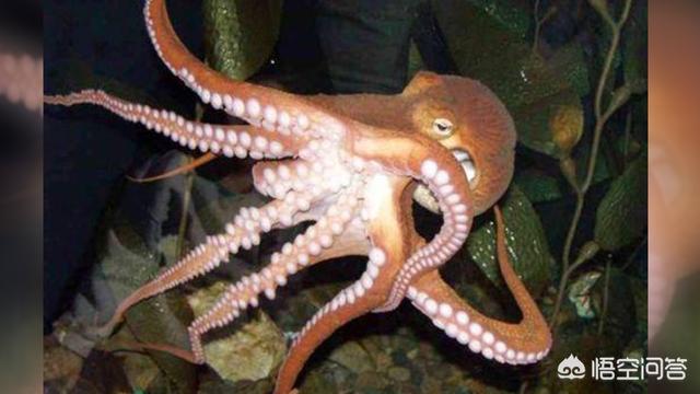 章鱼智商能与人相比是真的吗 ，章鱼的智商到底有多高，为什么有人说以它们的智商可以统治世界
