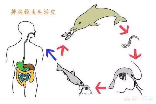 鸟虫鱼论坛:如何直观判断鱼是否得了寄生虫？