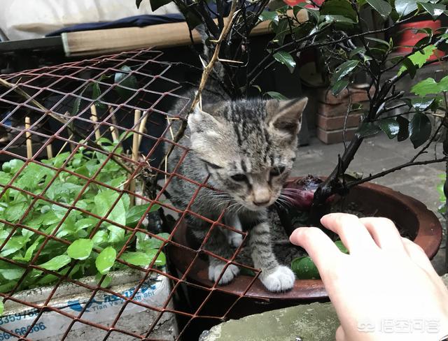 猫在你鞋底下蹭来蹭去是什么意思:我本身不喜欢猫，为什么猫咪见了我总是在我脚边蹭来蹭去？