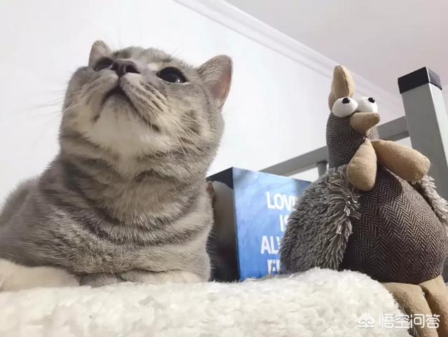 猫瘟已经不吐不拉:猫得猫瘟，最好的办法是什么？救治的几率多大？