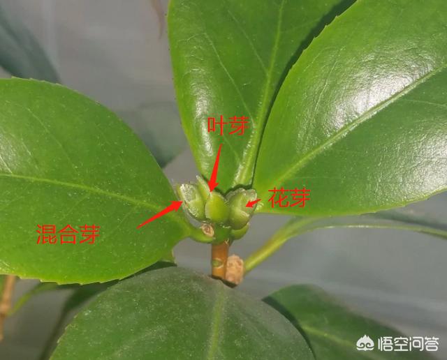 头条问答 茶花的花芽和叶芽怎么区分 艺卉馆的回答 0赞