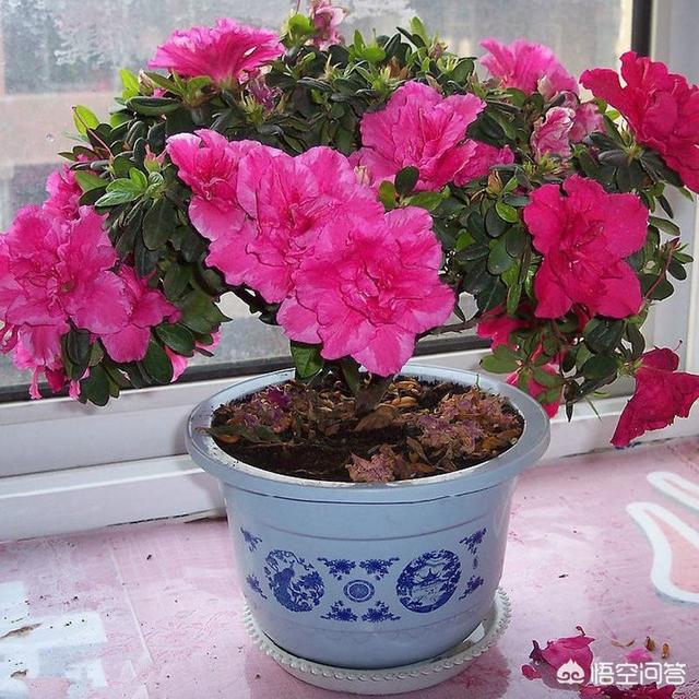 盆栽杜鹃花夏天怎么养:盆栽杜鹃花夏天怎么养? 北方种植盆栽杜鹃花该怎样度夏呢？