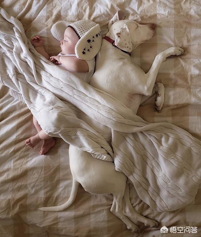 小男孩和小狗狗图片:3岁男童遭大狗追咬，犬主却不愿担负责任，是怎么回事？