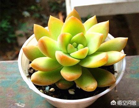 多肉植物蚜虫怎么防治:多肉植物怎么样才算是生病？