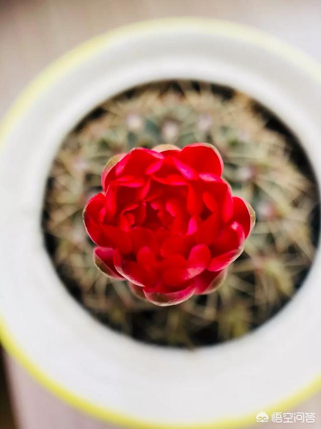 一段情，回忆起来是男的痛还是女的痛？插图1