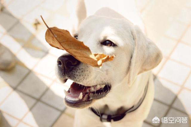 灵犬莱西:今年狗年，大家都知道哪些有关人和狗的感人传说和电影？