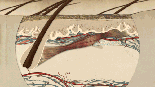 头条问答 - 人为什么会起鸡皮疙瘩?(17个回答)