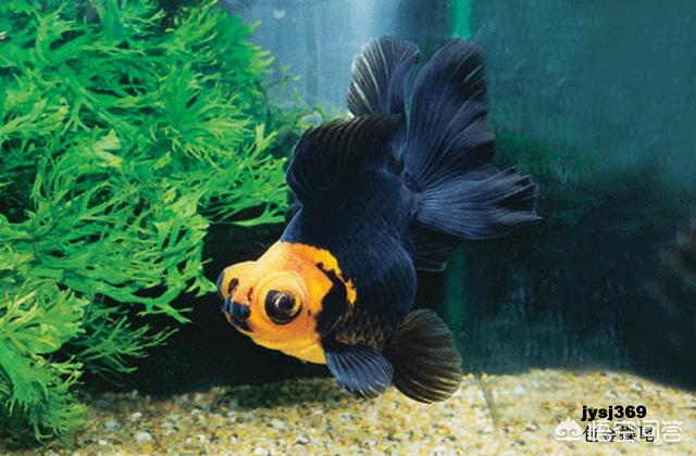 金鱼怎么养:金鱼怎么养才能活 在家里养金鱼，平时怎么喂食和维护水质？
