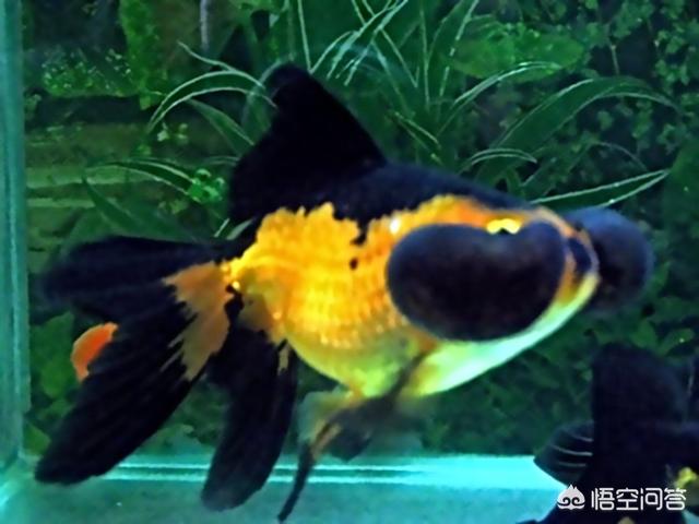 柳州观赏鱼论坛:为什么买的观赏鱼，包括以前很容易养的金鱼到家，就很难养活？