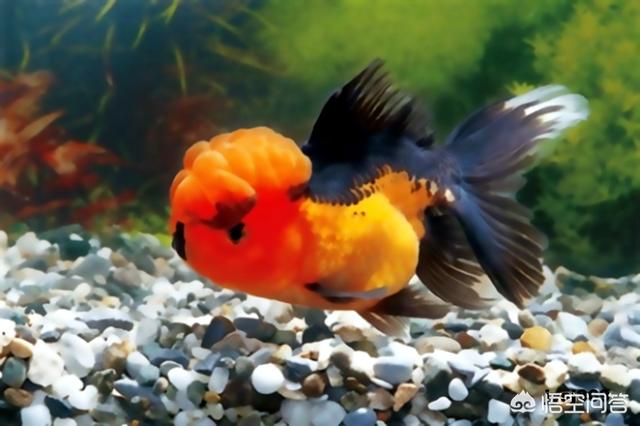 柳州观赏鱼论坛:为什么买的观赏鱼，包括以前很容易养的金鱼到家，就很难养活？