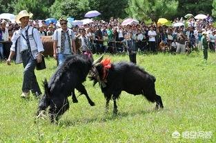 火把节都有哪些讲究，云南过火把节都有哪些传统的习俗