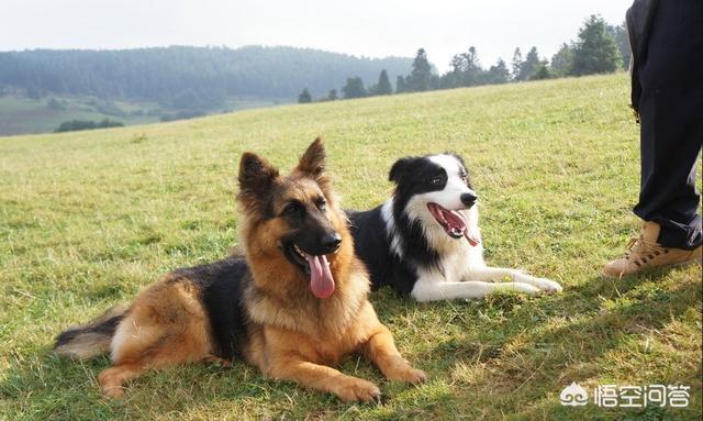 德牧:为什么警犬基本上都是德国牧羊犬？