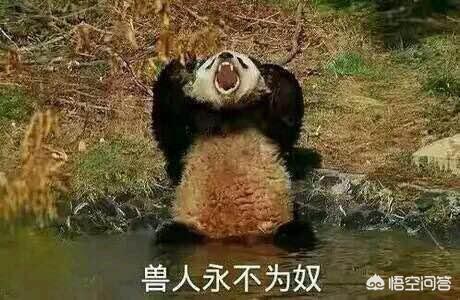 无知熊猫:成都熊猫基地饲养员“奶爸”粗暴对待大熊猫幼崽，这么做对吗？ 无知熊猫头像