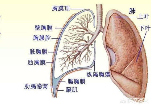 胸腔器官位置图图片