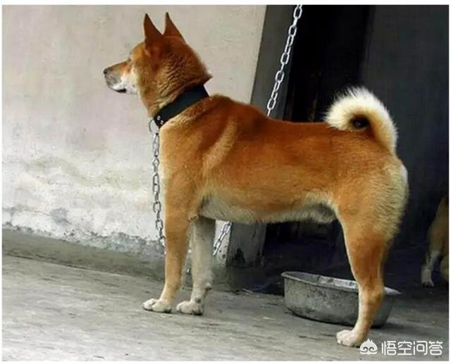 中华田园犬吧:中华田园犬升级为中国唐狗，对此你怎么看？