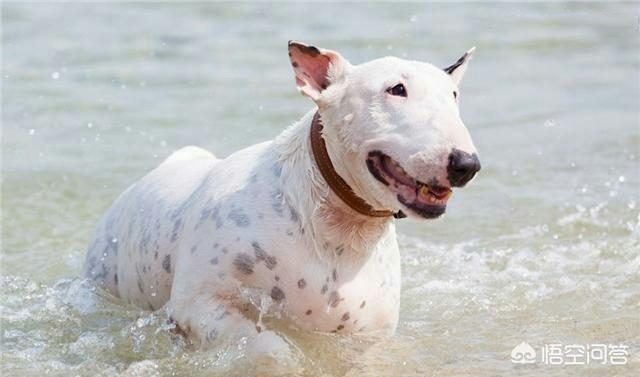 下司犬图片:你认为下司犬打的过牛头梗吗？有何根据？