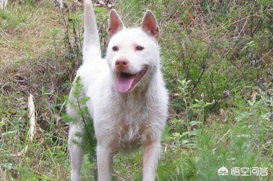 下司犬图片:你认为下司犬打的过牛头梗吗？有何根据？