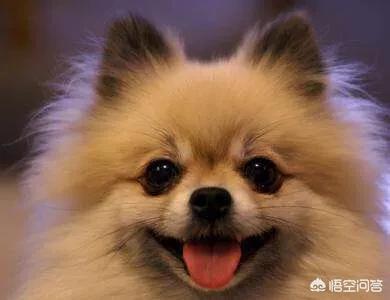 小型犬养什么好:想养条小点的狗，什么品种比较合适？