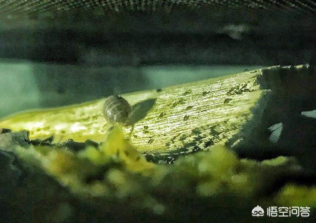 养一只电子宠物猫吧:养哪些宠物比较不费时间而且好照顾？