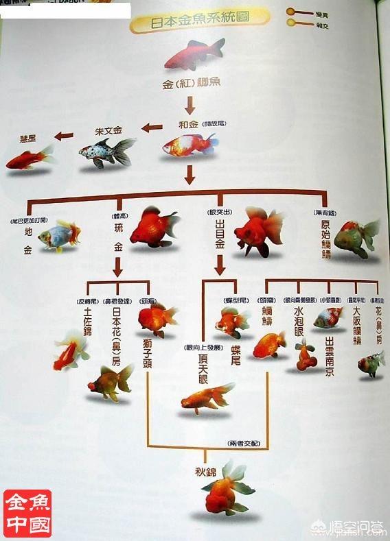 金鱼是鲫鱼杂交的吗，普通金鱼颜色变成白色的了，是怎么回事