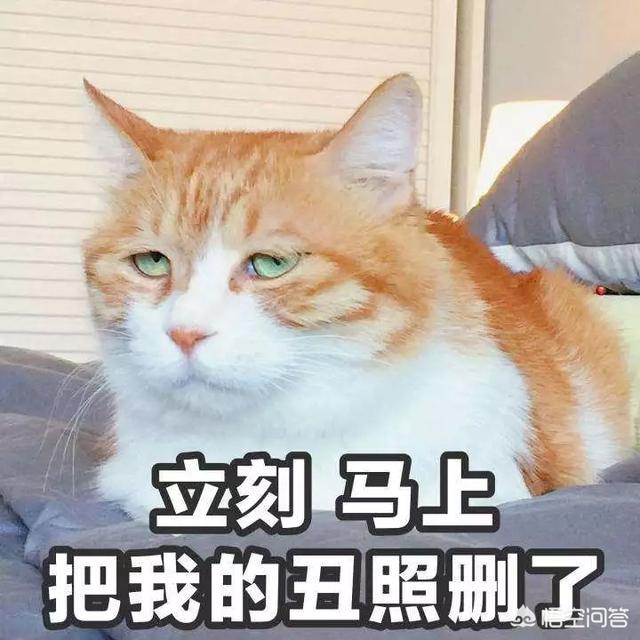 头条问答 如何给猫照出令人惊艳的照片 8个回答