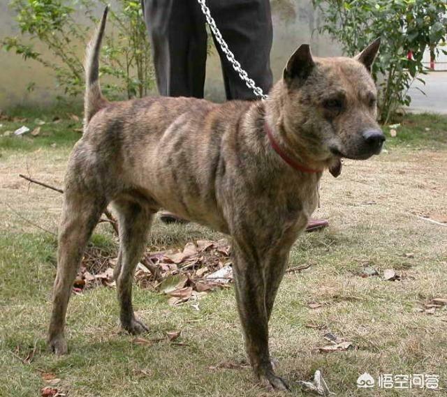 虎斑犬:中华田园虎斑犬在中国稀有吗？为什么？