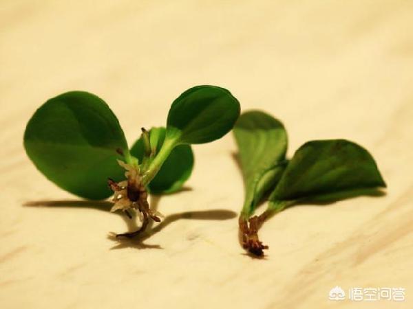 碧玉怎么养才能爆盆:碧玉手镯怎么保养 碧玉怎么养碧玉的养殖方法？