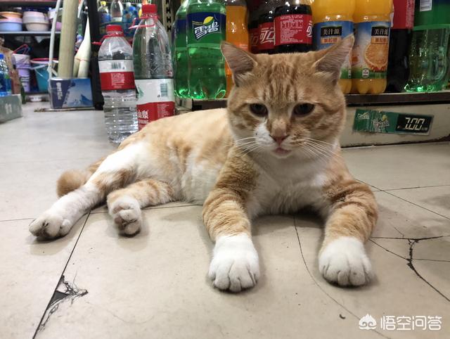 猫在你鞋底下蹭来蹭去是什么意思:我本身不喜欢猫，为什么猫咪见了我总是在我脚边蹭来蹭去？