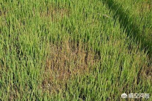 寒地水稻苗期的立枯病、青枯病是什么原因导致的？该如何处理？-寒地 