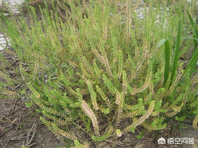 农村有那么多的野生中药为什么却没有人去采摘