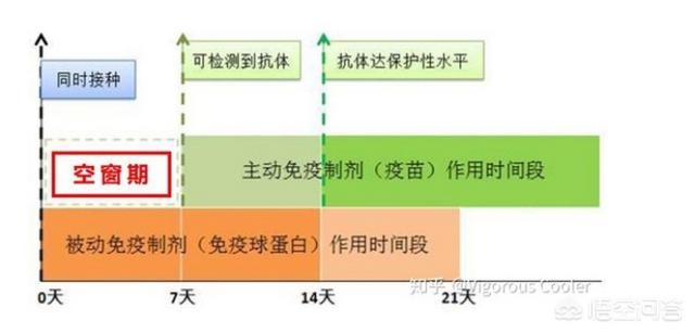 狂犬疫苗注射时间:狂犬疫苗的最佳免疫时间？